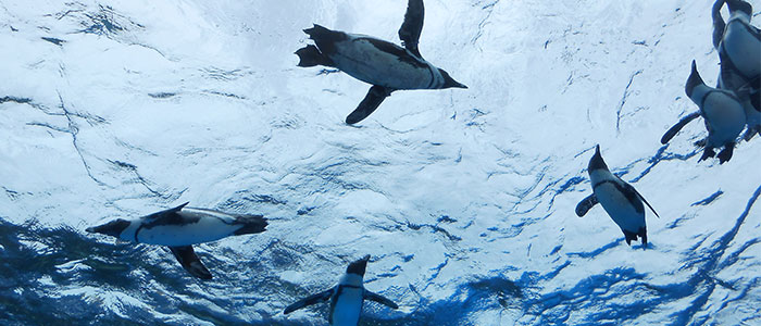pinguin 7 Wisata Jepang Terbaik untuk Anak